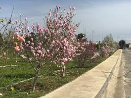 Parque Botânico de Vale Domingos